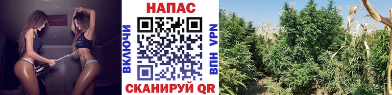 Шишки марихуана AK-47  купить наркотик  ОМГ ОМГ маркетплейс  Новосибирск 